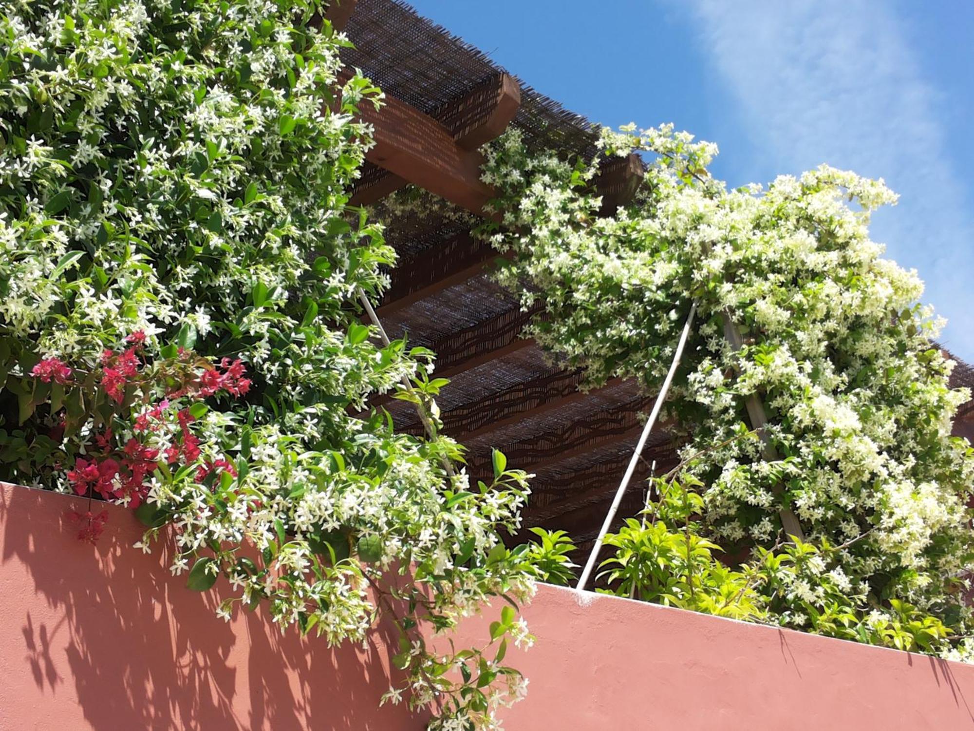 Gato Preto De Silves - Adults Only Bed & Breakfast Dış mekan fotoğraf