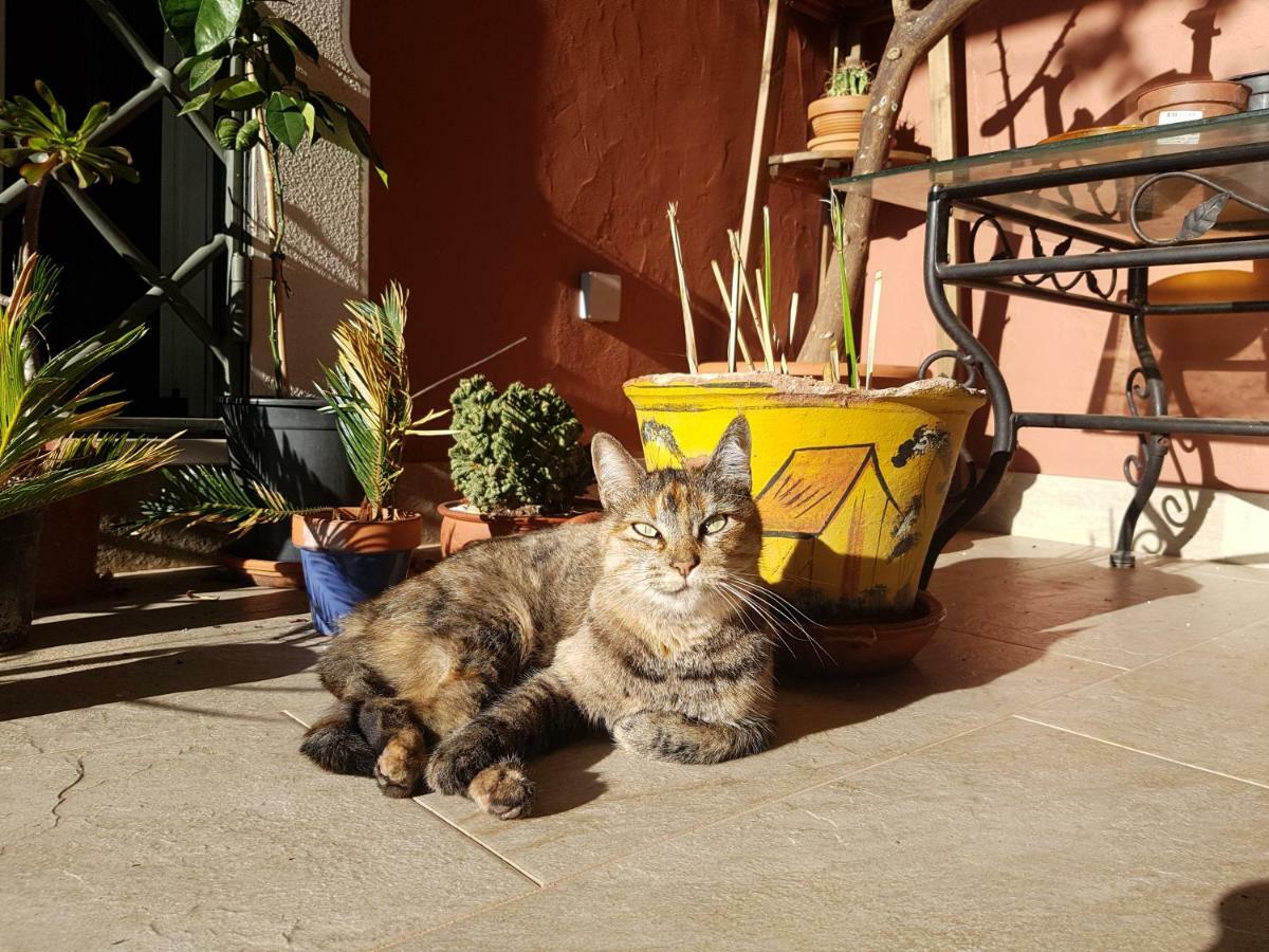 Gato Preto De Silves - Adults Only Bed & Breakfast Dış mekan fotoğraf